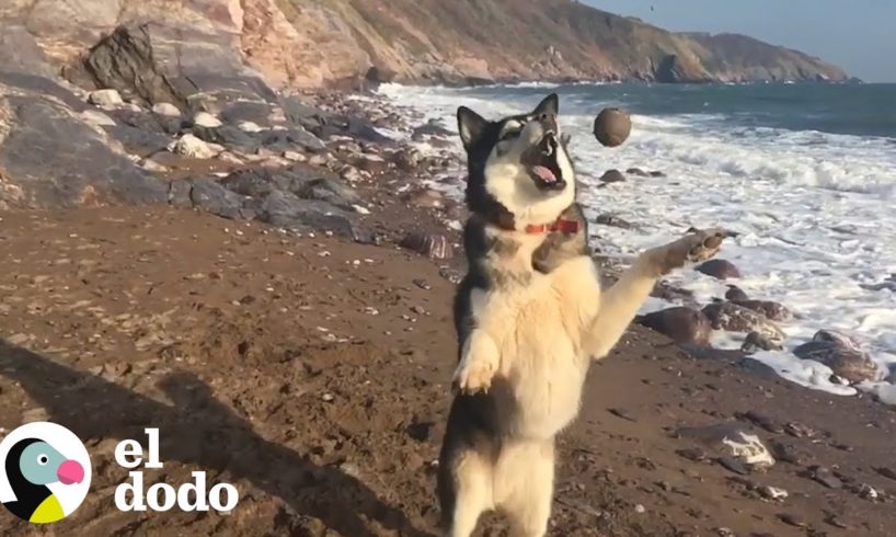 Husky enseña sus mejores cualidades...y las peores | El Dodo