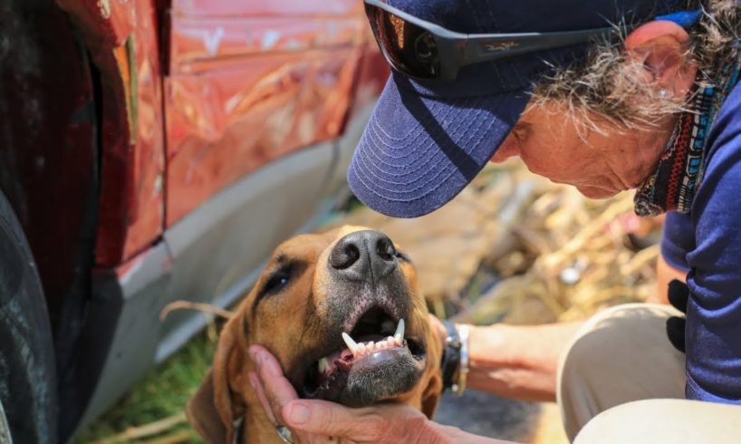 Ifaw Rescues Animals Abandoned After Dorian