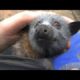 Juvenile bat squeaks while being petted.