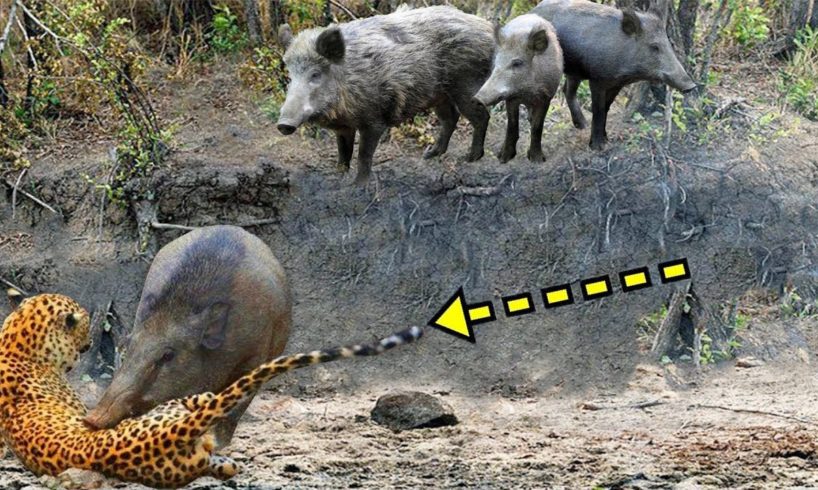 LEOPARD vs WİLD BOAR | Most Amazing Wild Animal Attacks - Wild Animals Fights #14