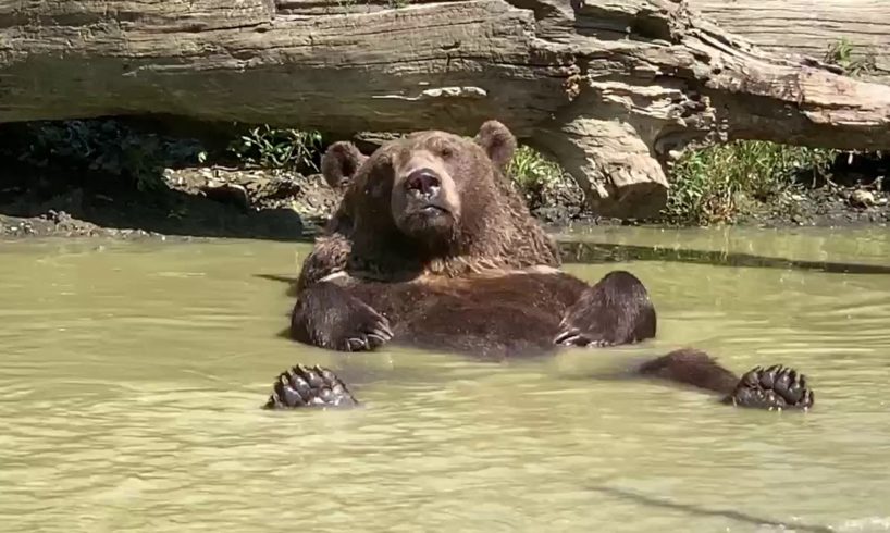 Leo the Syrian brown bear playing in his pond at the Orphaned Wildlife ...