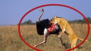 Leopard and ostrich real fight lion vs ostrich | Animal Fights, Battle | 2017 HD