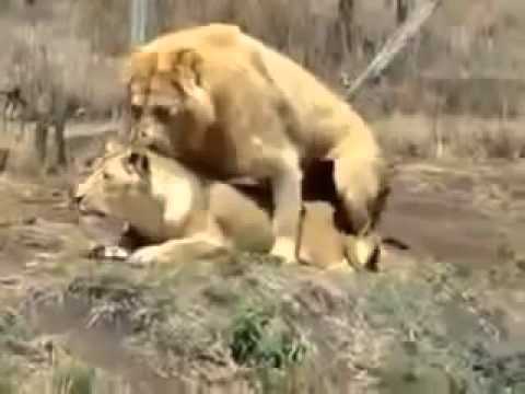 Lions Fight Lioness vs Lion Best animals fights  with wild 2016 animals lion tiger bear attack