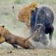 Lions Hunting | Lion vs Buffalos, Hyenas, Rhino, Zebra, Warthog |  Wild Animals Fight To The Death