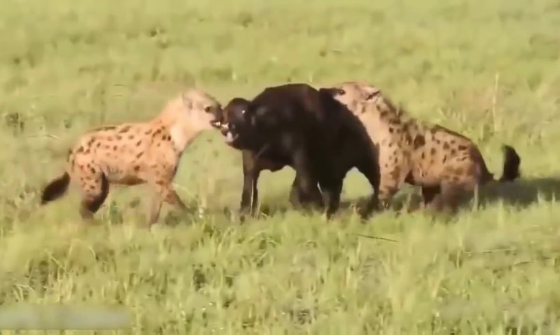 Most Amazing Wild Animal Fights   Big Battle Animals Real Fight   Gorilla, Bear, Lion Fight HD