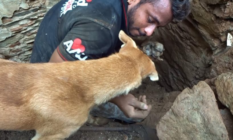 Mother dog helps rescuers dig for her buried puppies