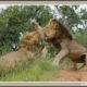 Natgeo Documentary - WHEN LIONS ATTACK - - Mana Pools National Parks - ZIMBABWE - HD 1080p