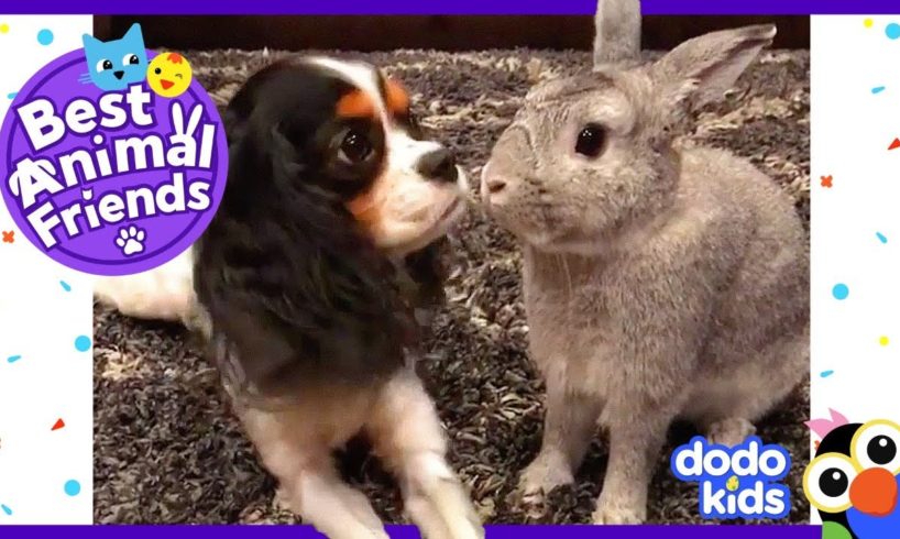 Pepper The Bunny And Lola The Dog Think They’re Sisters | Dodo Kids: Best Animal Friends