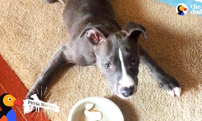 Pittie Puppy Is Pure Inspiration | The Dodo Pittie Nation