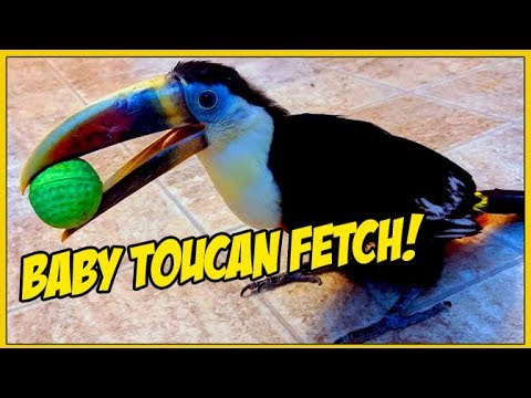 Playing Fetch with my ADHD Baby Toucan!