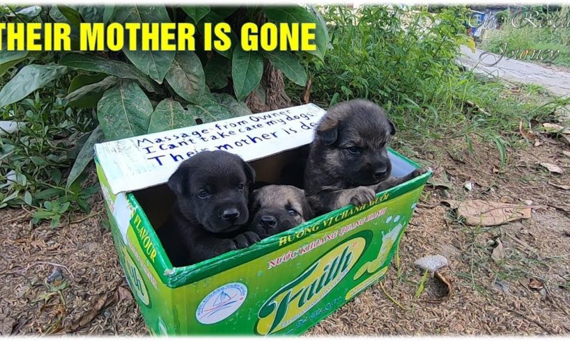 Puppies Found In The Side Walk Rescue With The Saddest Note"Their Mother Is Gone"