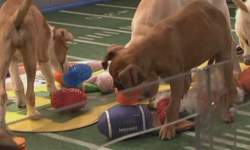 Puppy Bowl 2014: Cute puppies outshine the Super Bowl in New York