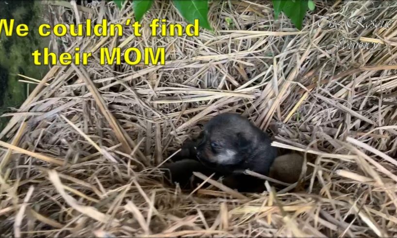 Rescue Newborn Puppies From A Sewer Pipe - Finding a New Mother