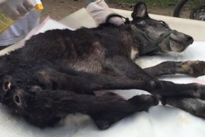 Rescue Poor Dog Who Her Skin Was Patchy with Worm and Fleas