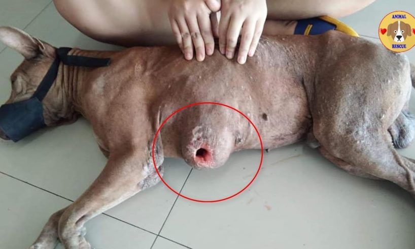 Rescue Poor Homeless Dog with Big hole on Tumor cancer Stomach