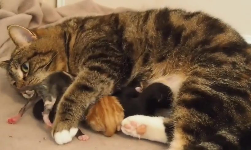 Rescue The Cat Mum Born 5 Super Cute Baby Kittens With Amazing Transformation