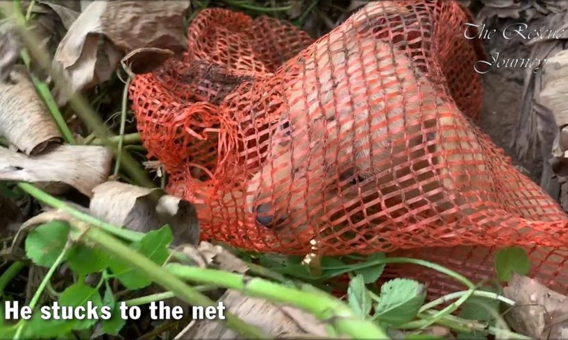 Rescue Two Homeless Puppies Stuck To the Net - Abandoned Dogs Rescue Will Melt Your Heart