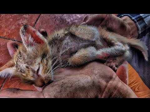 Rescue newborn kittens   homeless cats lose their mother   miserable kittens