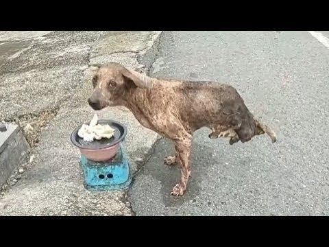 Rescue of a Scared Homeless Dog with a Broken Heart... #2019