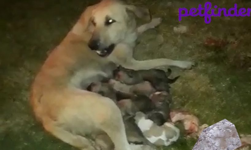 Rescued Mother & Seven Puppies In A Deep Cave To Safe Shelter