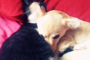 Rescued animals. Cat and dog are like brother and sister