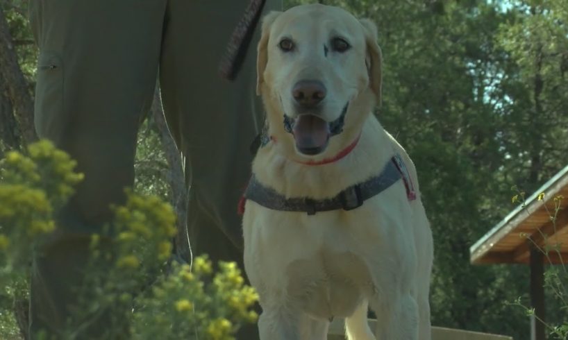 Sandia Rescue Dogs in training