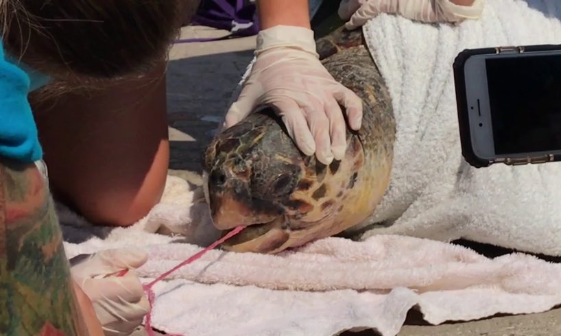 Seaturtle gets rescued after swallowing fishing net in Greece