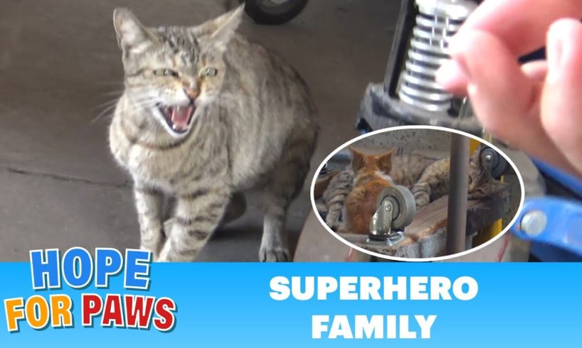 Superhero mom tells me to BACK OFF!!! (But her kittens were so cute).