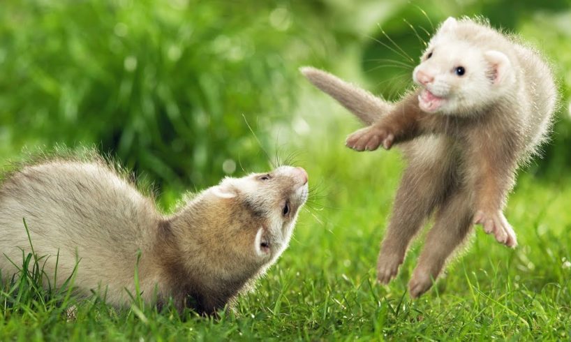 The Cutest Ferrets Playing