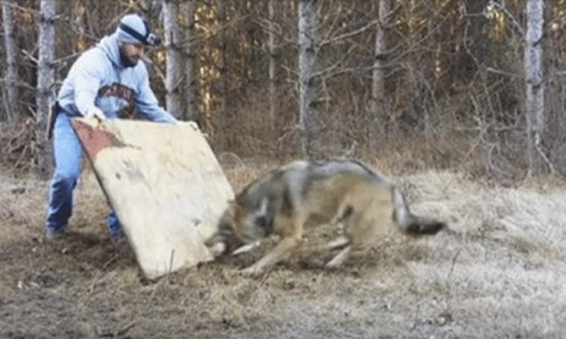 The Wild Wolf's Reaction to the Man Who Rescued Him from a Trap Is Priceless