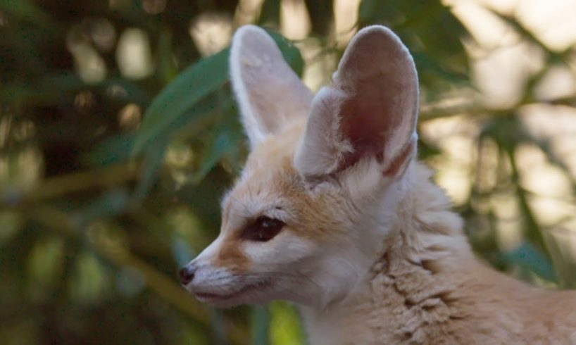 The smallest fox with the biggest ears! - Super Cute Animals: Preview - BBC One