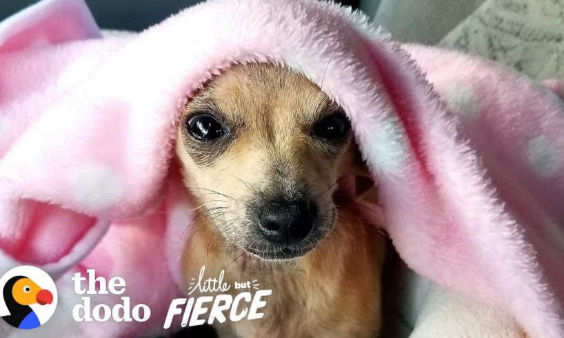 This Adorable Tiny Puppy Was Abandoned in a Doghouse  | The Dodo Little But Fierce