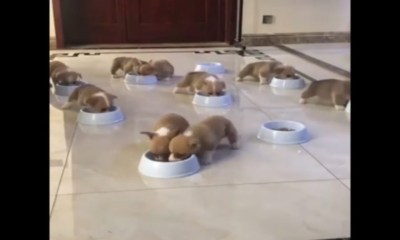 This Is Why Dogs Love To Share Food - Cute Puppies