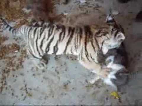 Tiger cub playing w/ a house cat! (They really are friends).