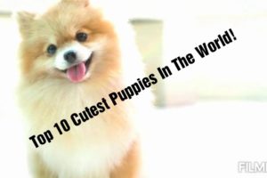 Top 10 Cutest Puppies In The World! (2019)