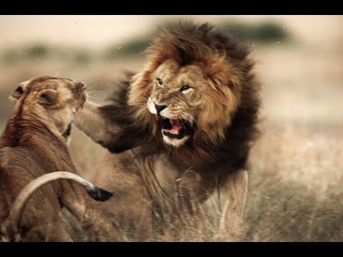 Top 5 Animal Fights | Wild Animals Attack