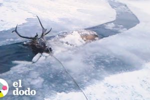 Venado congelado en un río recibe una segunda oportunidad | El Dodo