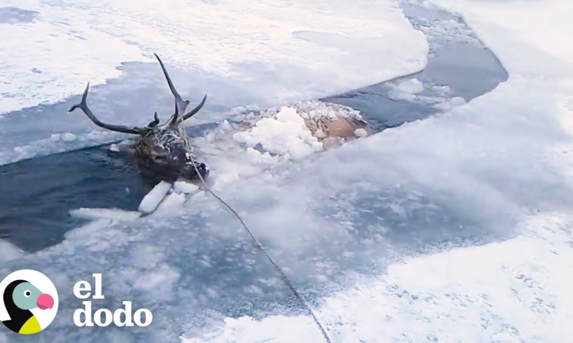 Venado congelado en un río recibe una segunda oportunidad | El Dodo