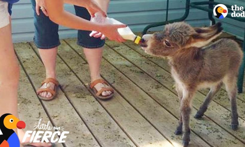 World's Tiniest Donkey Loves Pranking His Mom - TINY TIM | The Dodo Little But Fierce