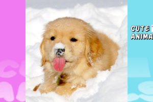 ?48 Best Of Cute Golden Retriever Puppies Compilation| Cutest Puppy make you happy