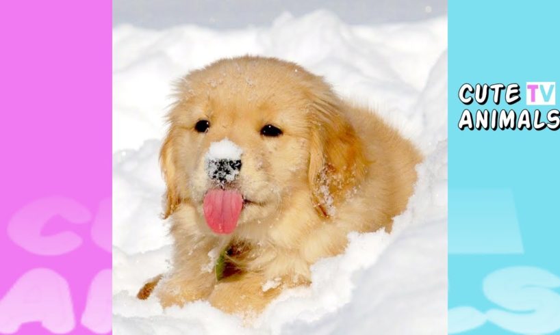 ?48 Best Of Cute Golden Retriever Puppies Compilation| Cutest Puppy make you happy