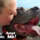 85-Pound Cane Corso Worked SO Hard To Be A Good Girl | The Dodo Adopt Me!