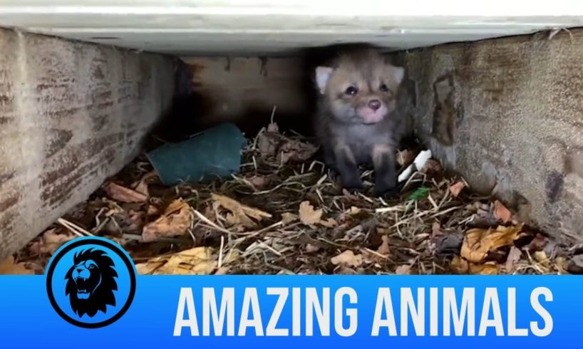 Adorable fox cub rescue