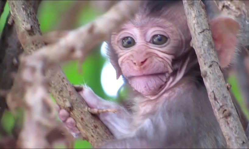 Animals Monkey, baby monkey playing with brother so happy | good day family monkeys