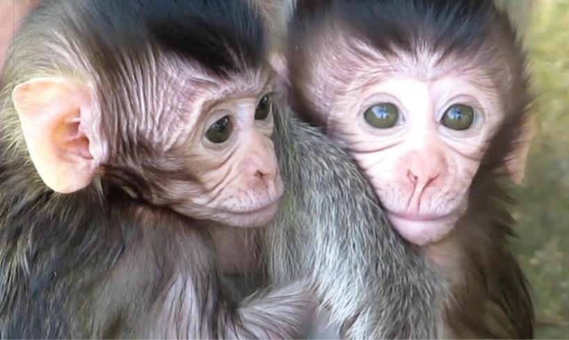 ?Animals Monkeys?baby monkey cuteboy playing with mom