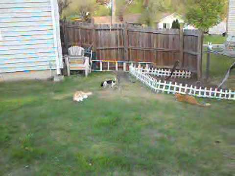 Animals playing in backyard