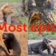 Best animal fights-  lion , tiger , black bear , Komodo .
