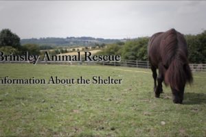 Brinsley Animal Rescue - Information About the Shelter