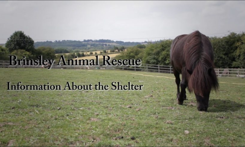 Brinsley Animal Rescue - Information About the Shelter