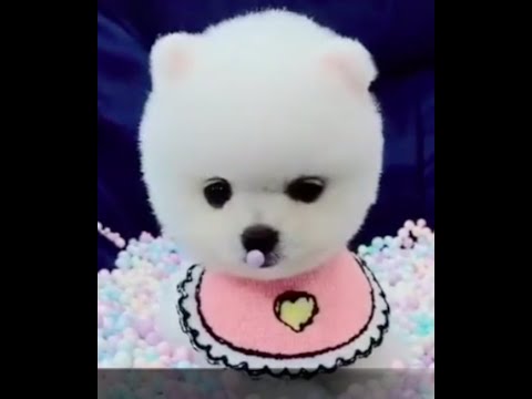 Buzz Unlimited - Cutest Adorable Puppies - Volume 01